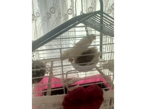 Çok güzel renklere sahip mozaik kanarya takım