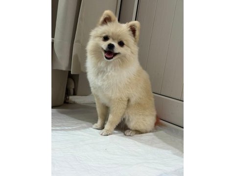 Eğitimli pomeranian spice