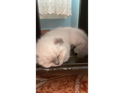 50 günlük kırık kulak blue point