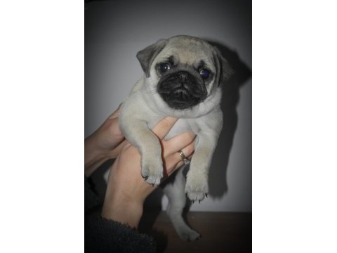 Pug mops dişi yavrumuz