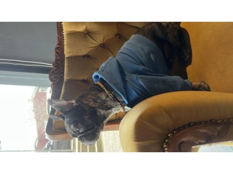 6. ayında fransız bulldog erkek
