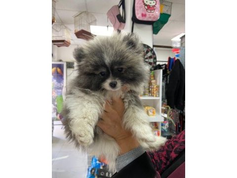 Pomeranian köpeği 4 aylık erkek