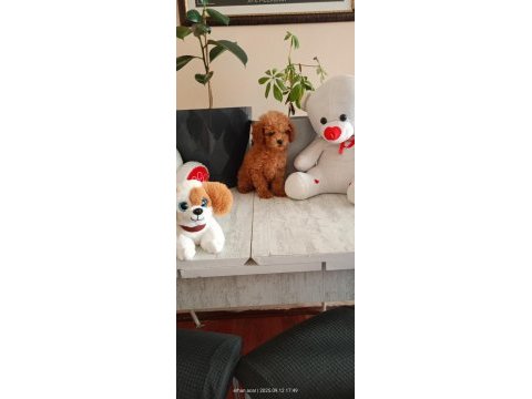 Kore ayarı dişi minyatür poodle