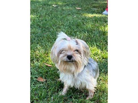 Çiftleştirmek için erkek yorkshire terrier arıyoruz