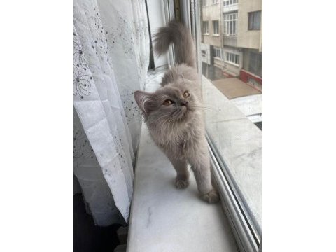 4 aylık british shorthair yavrumuz