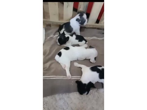 French bulldog yavrular