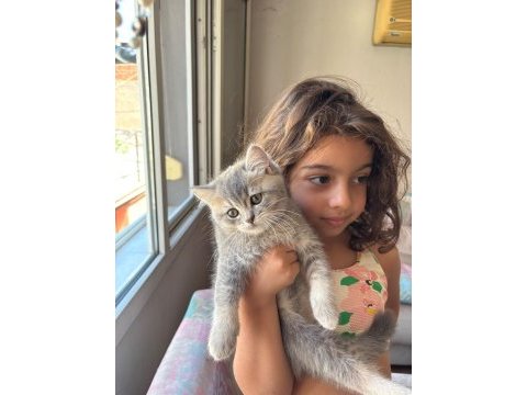 Dev adayı british shorthair erkek