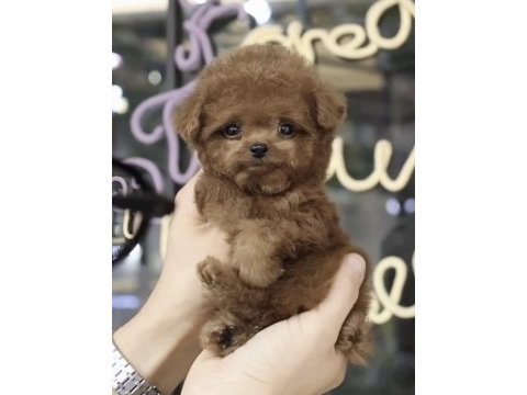 Toy poodle yavru