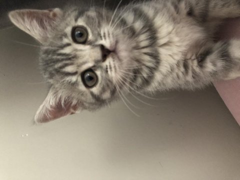 2.5 aylık yavru british shorthair