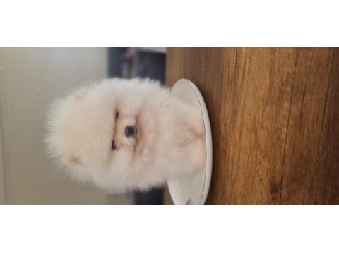Show kalite pomeranian boo