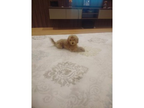 Poodle adını badi koyduk kimliği çipi vardır