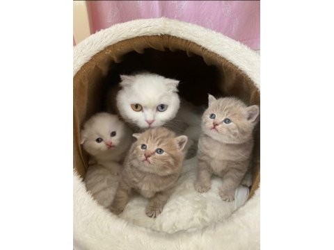 Sevimli ve oyuncu scottish fold
