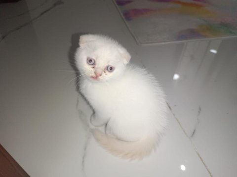 2 aylık british shorthair yavru kediler