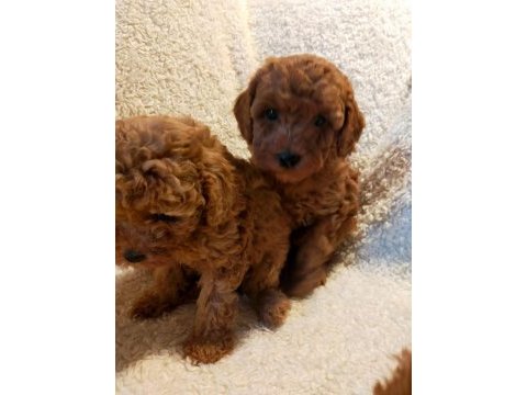 Ankranın en seçkin toy poodle yavruları ziyarete açık
