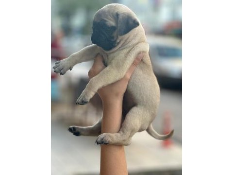 Gül kuyruk pug yavrular her yere gönderilir 