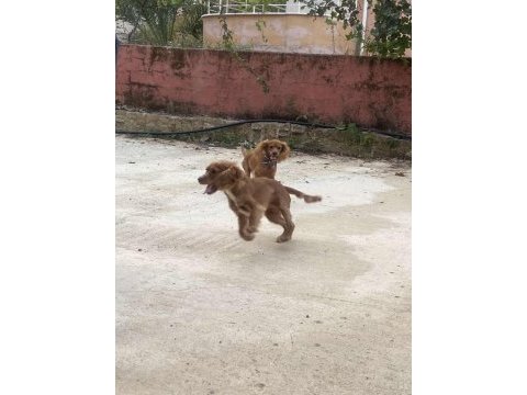 American cocker yavruları antalya acil