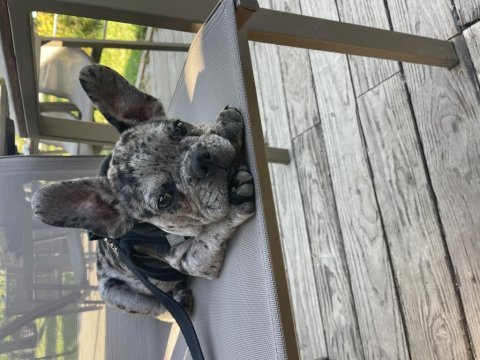 3 aylık erkek french bulldog
