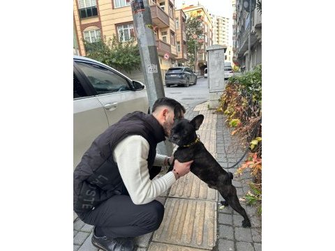 7 aylık merle french bulldog