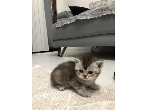 25 nisan doğumlu british shorthair yavrularım