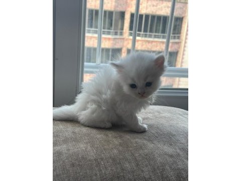 British longhair yavru