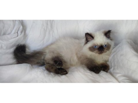 Çok güzel ve özel panda exotic shorthair