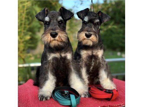 Miniature schnauzer black and silver (fcı pedigree)