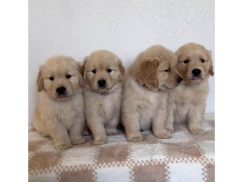 Sevimli golden retriever yavruları