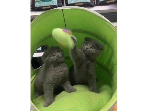 Scottish fold kardeşler