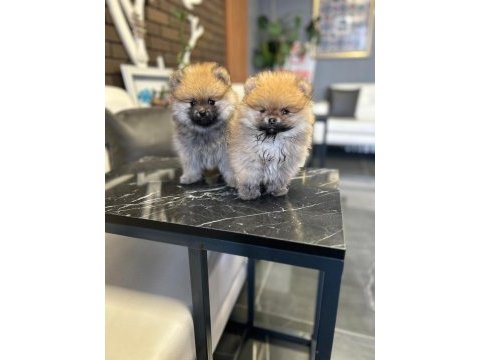 Ayı yavruları gibi pomeranian