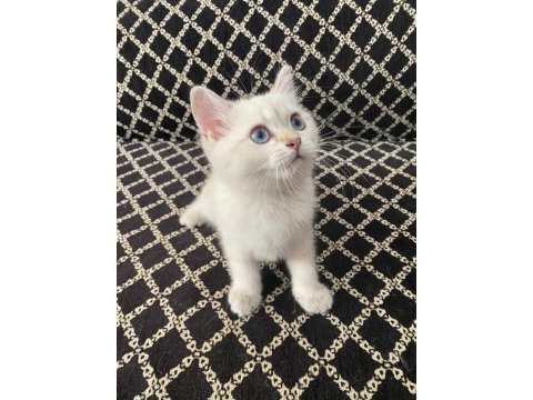 Blue point british shorthair kızımız yeni yuvasını arıyor
