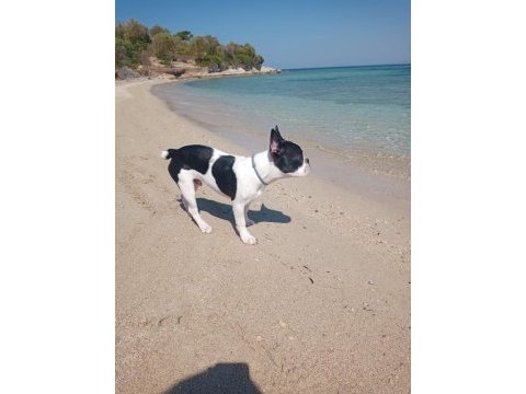 Fransız bulldog 7 aylık