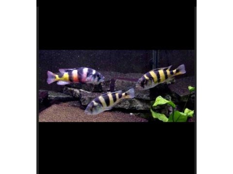 Sahte frontoza haplochromis latifaciatus