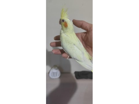 Yeni yeme düşen lutino kırmızı göz sultan papağanı