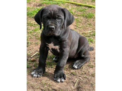 Dev boy cane corso yavruları güçlü ve iri yapı