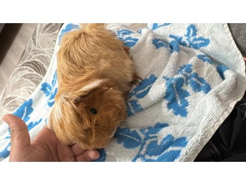 Safkan peruvian ginepig