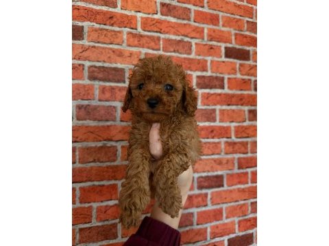 Sevimli bebek köpekler yeni sahiplerini bekliyor