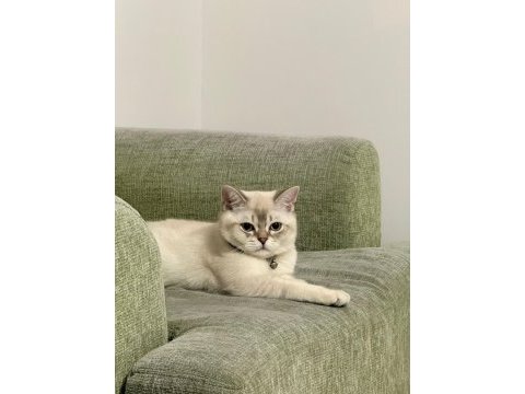 Sahiplendirilecek british shorthair 8 aylık