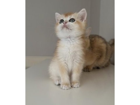 Full şecereli british shorthair ny12 dişi yavru