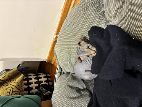 Özel görünümlü sfenks yavrusu – eşsiz güzellik