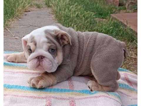 Sitenin en güzel ingiliz bulldog bebekleri