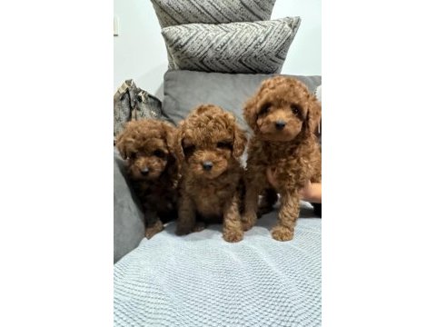 Mükemmel red brown toy poodle yavrular
