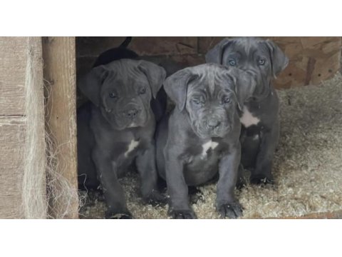 Cane corso köpekler için ulaşın