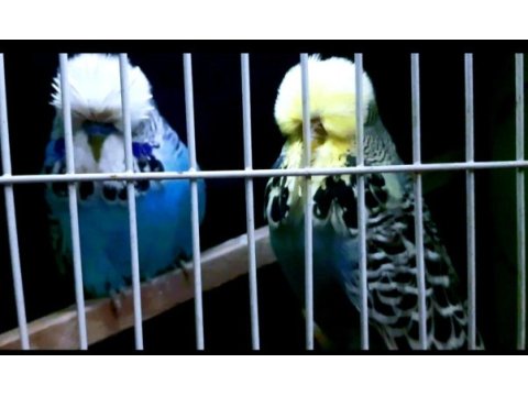 Orjinal şov jumbo muhabbet kuşlar