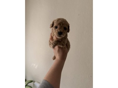 Toy poodle köpeği 40 günlük