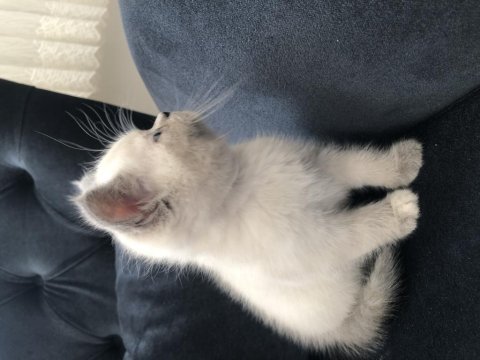 Boncuk göz british longhair