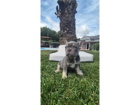Blue eye french bulldog çiftlikten 