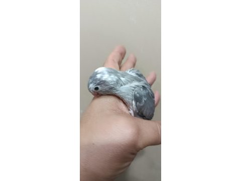 Siyah beyaz beşiktaş cep papağanı