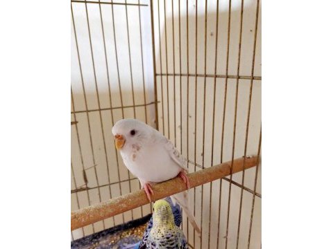 Beyaz karma renk güzeli dişi muhabbet kuşu