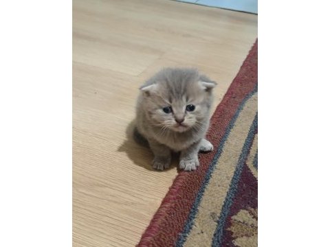 Safkan british ve scottish yavrularımız