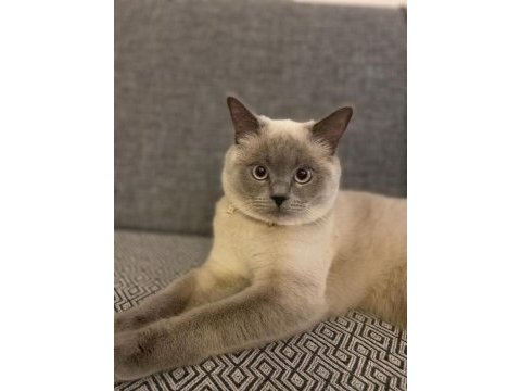 British shorthair dişi